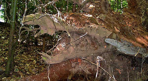 Ein entwurzelter Baum in der Ziegelroith. Der gesamte Wurzelballen ist voll von angeblichen Ziegelteilen (Bildnachweis: Christian Keller)