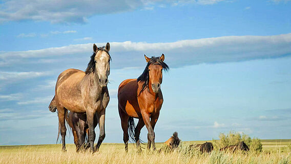 Pferde in eurasischer Steppe