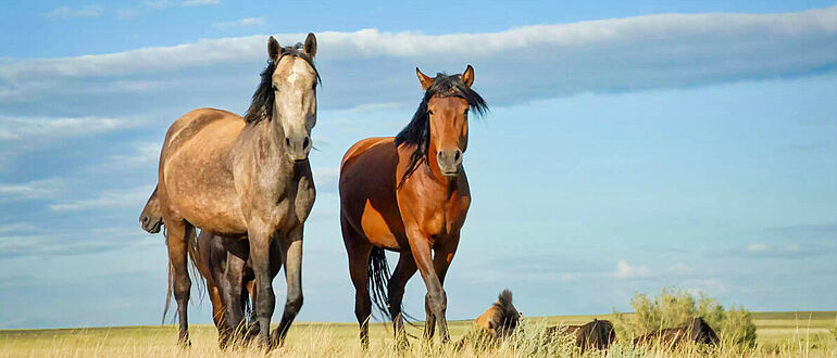 Pferde in eurasischer Steppe