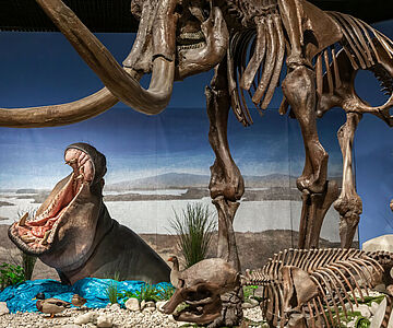 Flusspferd und Mammut am Oberrhein