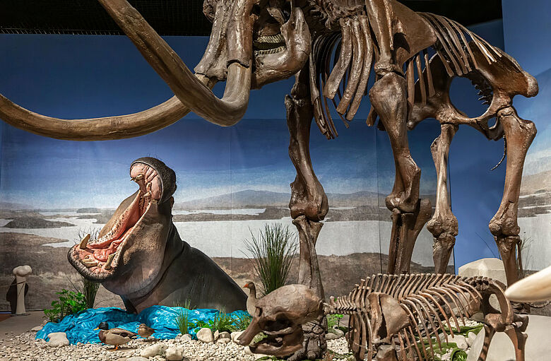 Flusspferd und Mammut am Oberrhein