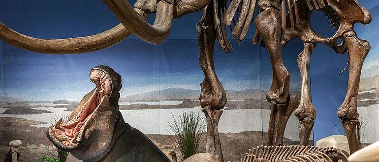 Flusspferd und Mammut am Oberrhein