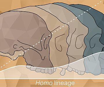 Entwicklung von Gehirngröße und Gesicht der Gattung Homo