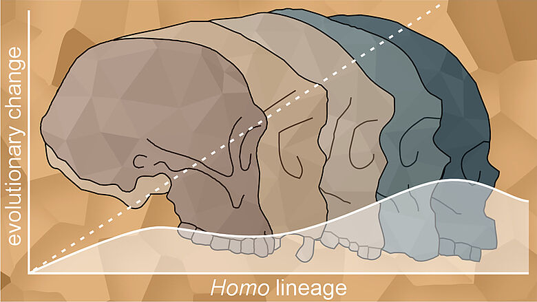 Entwicklung von Gehirngröße und Gesicht der Gattung Homo