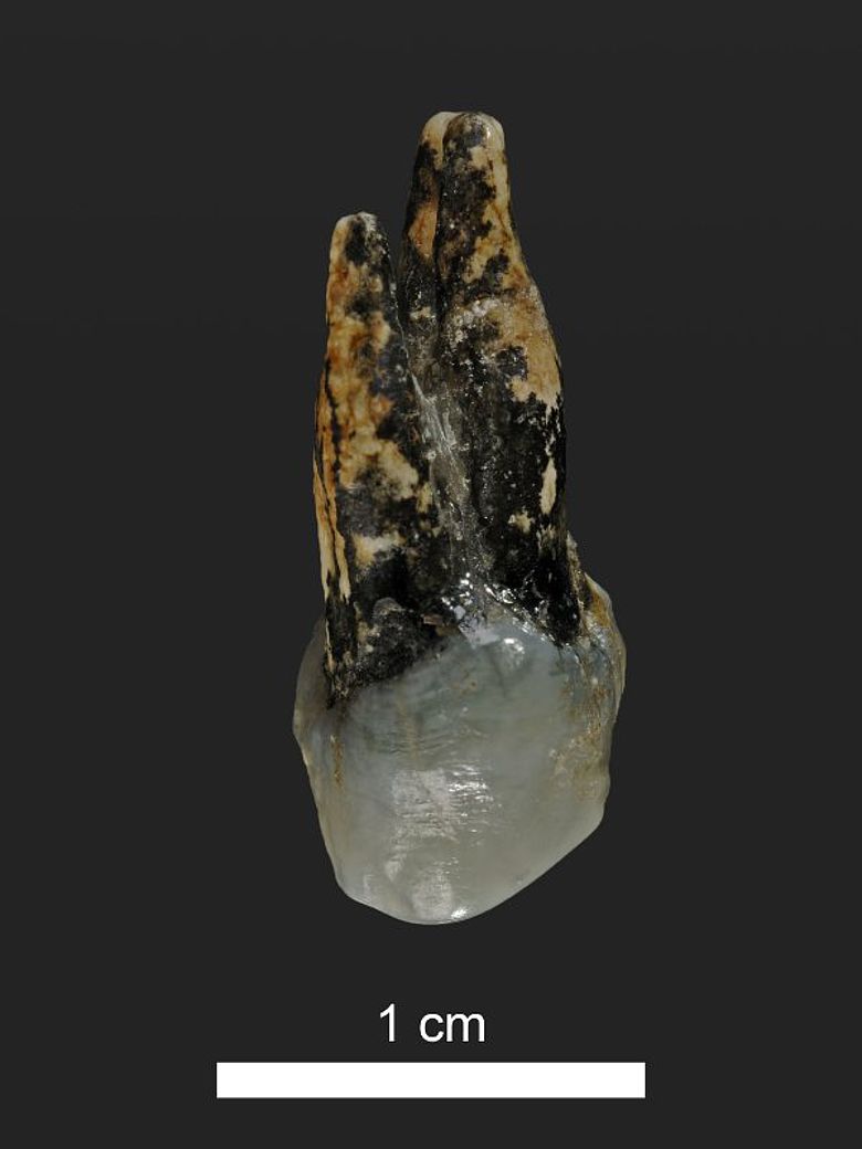 7,24 Millionen Jahre alter oberer Vorbackenzahn von Graecopithecus aus Azmaka