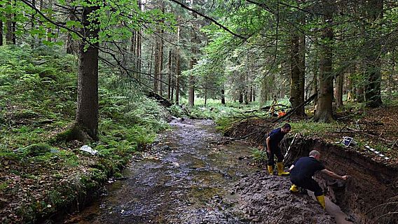 Landschaftsarchäologische Untersuchungen entlang eines Bachlaufs im Fichten-Buchenwald im Osterzgebirge