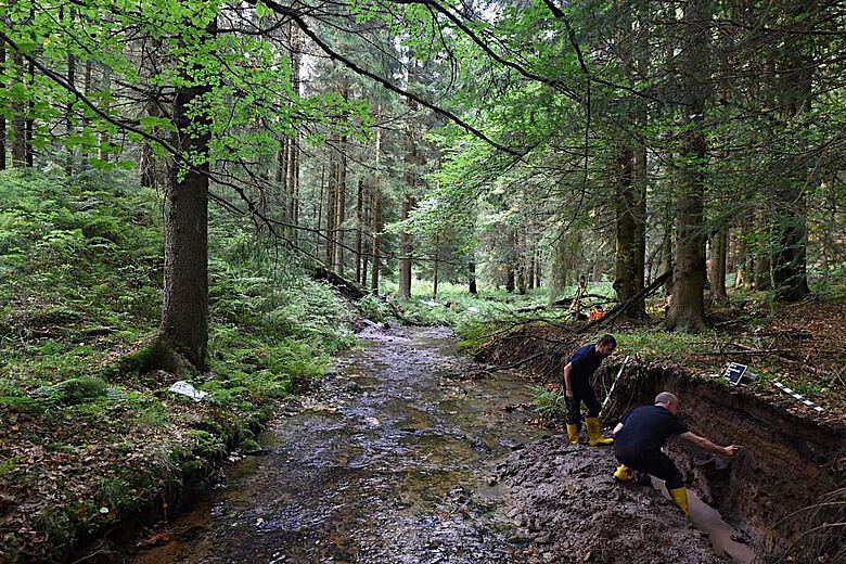 Landschaftsarchäologische Untersuchungen entlang eines Bachlaufs im Fichten-Buchenwald im Osterzgebirge