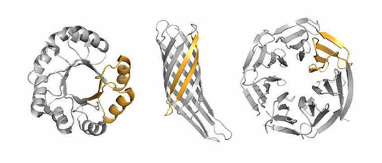 Proteinbausteine