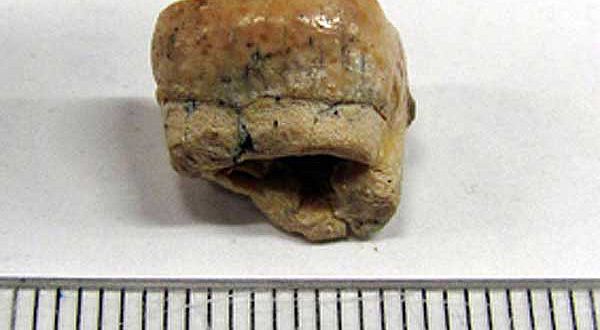 Auf 17 Millionen Jahre datierter Backenzahn des Menschenaffen von Engelswies. (Böhme, Universität Tübingen)