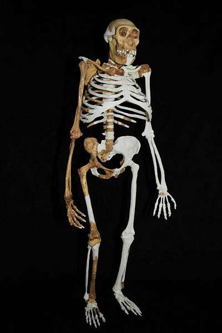 Rekonstruktion des Australopithecus sediba (Abb.: Lee Berger; University of Witwatersrand)