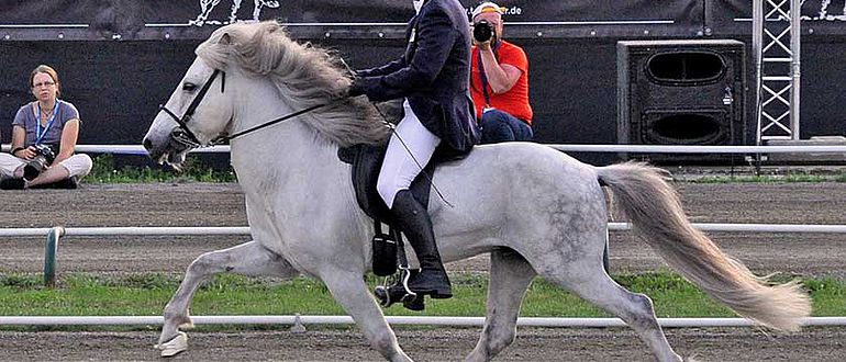 Islandpony im Passschritt