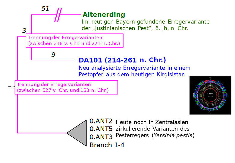 Stammbaum des Pesterregers Stammbaum des Pesterregers