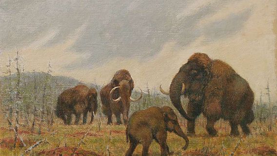 Mammutgruppe mit Jungtier