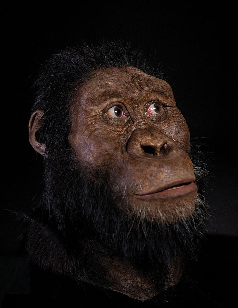 Gesichtsrekonstruktion Australopithecus anamensis