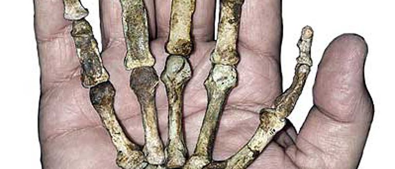 Der Handknochen von Australopithecus sediba mit dem kräftigen, langen Daumen. Dieser ermöglicht die Herstellung von Steinwerkzeugen. (Bild: Universität Zürich, Peter Schmid)