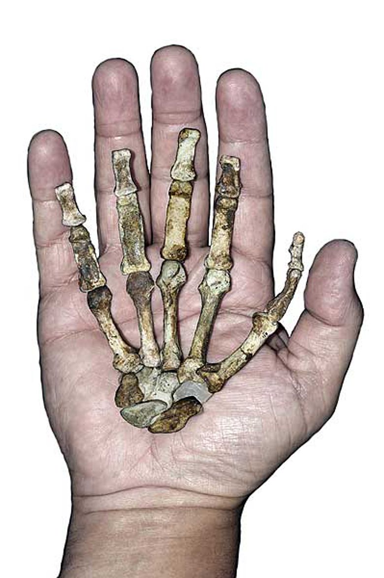 Der Handknochen von Australopithecus sediba mit dem kräftigen, langen Daumen. Dieser ermöglicht die Herstellung von Steinwerkzeugen. (Bild: Universität Zürich, Peter Schmid)