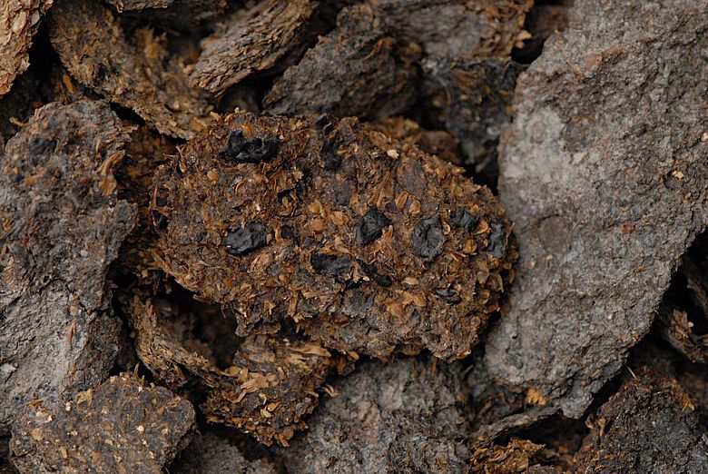 In dieser 2600 Jahre alten menschlichen Exkrementen-Probe aus dem Salzbergwerk Hallstatt sind Bohnen, Hirse und Gerste deutlich erkennbar