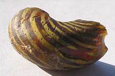 Glasperle aus braunem Glas mit gelber Fadenauflage, Dm. ca. 3 cm. Glasperle aus braunem Glas mit gelber Fadenauflage, Dm. ca. 3 cm.