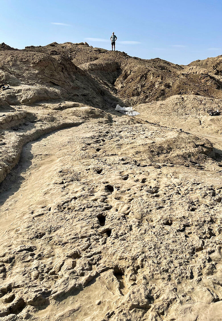 Fossile Fusssppuren des Paranthropus boisei