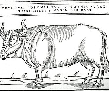 Darstellung eines Auerochsen nach Siegmund von Herberstein aus dem Jahr 1556