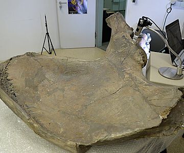 Beckenknochen eines Waldelefanten vom Fundort Gröbern