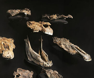 Equus mosbachensis Schädel im Paläon