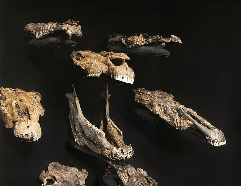 Equus mosbachensis Schädel im Paläon