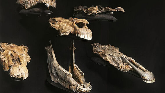 Equus mosbachensis Schädel im Paläon