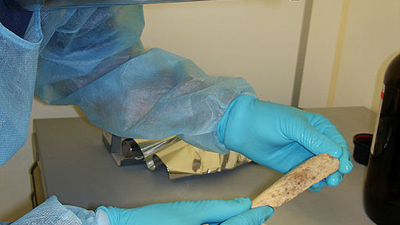 Neanderthaler-Knochen wird für DNA-Analyse vorbereitet
