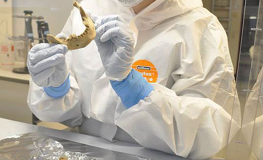 Paläogenetische Untersuchung im Reinstraum