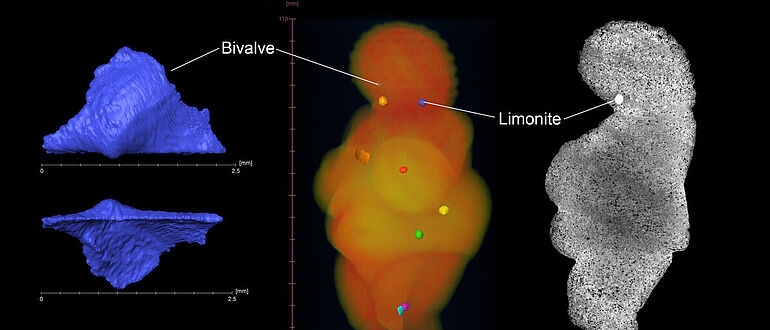 Venus von Willendorf: Micro-CT-Aufnahmen