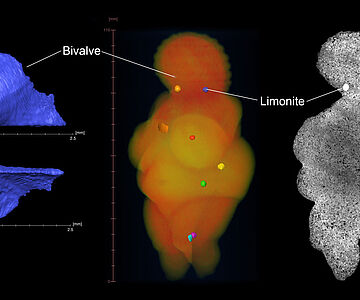 Venus von Willendorf: Micro-CT-Aufnahmen