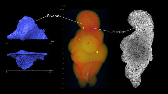 Venus von Willendorf: Micro-CT-Aufnahmen