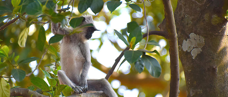 Südlicher Hanuman-Langur