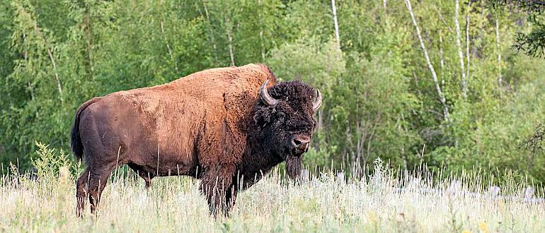 Ein Waldbison (Bison bison spp. athabascae) im Ust'-Buotama Bison-Park, zentrale Sakha Republik, Russland