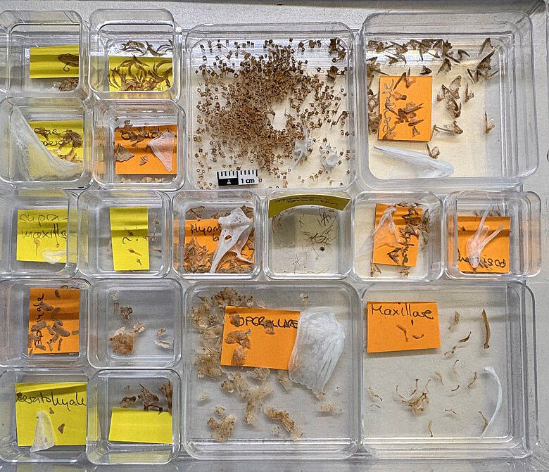 Fischknochen aus der Amphore