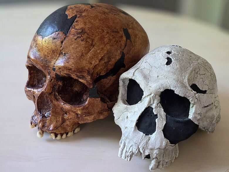 Schädel von Homo habilis und Homo sapiens