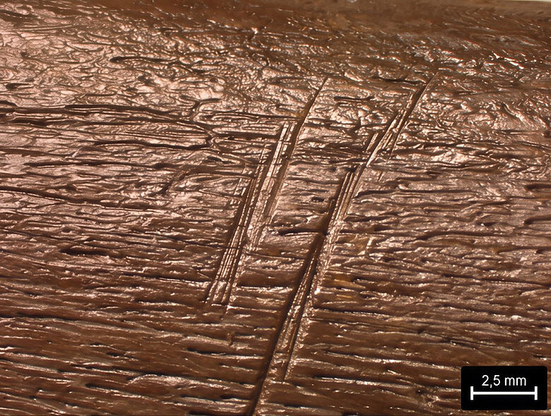 Schnittspuren auf Knochen eines Waldelefanten Schnittspuren auf Knochen eines Waldelefanten
