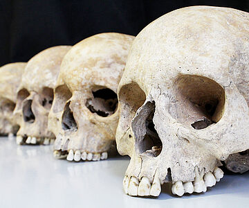 Schädel aus einer archäologischen Fundstätte