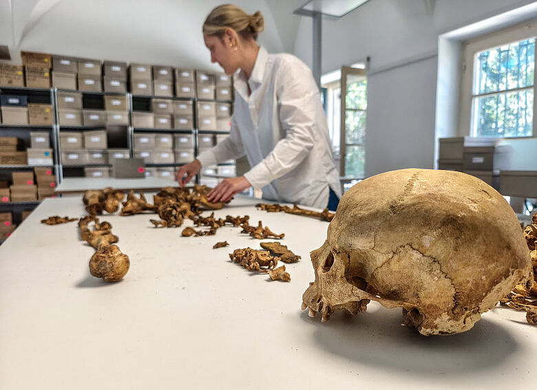 Anthropologische Untersuchung eines frühmittelalterlichen Skeletts