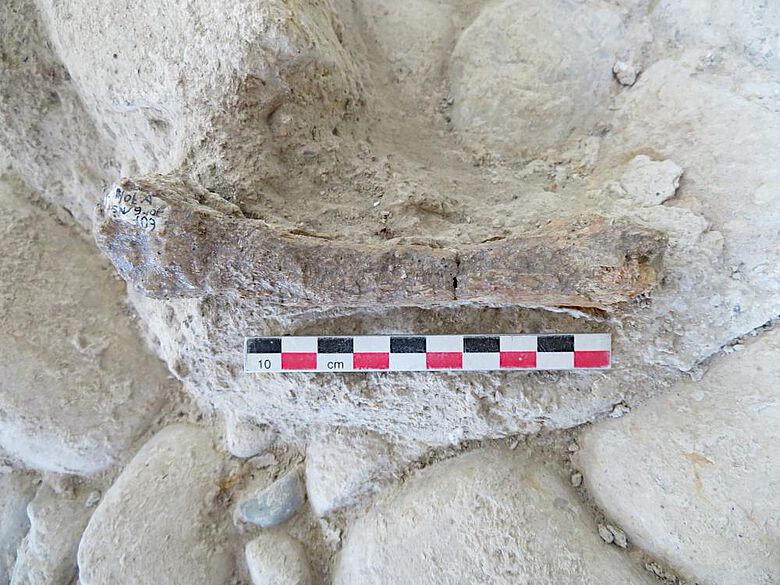 Der Knochen eines Höhlenlöwen auf der Fundoberfläche aus Notarchirico (Venosa, Italien)