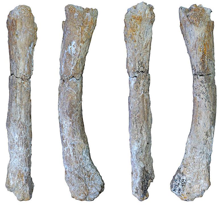 Der neu identifizierte Mittelfußknochen des ausgestorbenen Höhlenlöwen Panthera spelaea aus Notarchirico (Venosa, Italien)