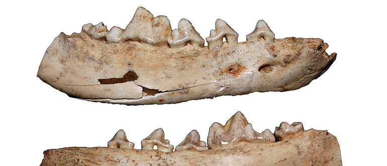 Anhand von Canidae-Fossilien aus der Gnirshöhle im Südwesten Deutschlands wurde die Domestizierung von Wölfen untersucht