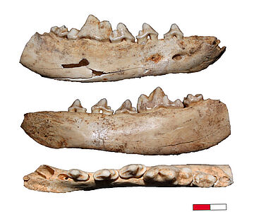 Anhand von Canidae-Fossilien aus der Gnirshöhle im Südwesten Deutschlands wurde die Domestizierung von Wölfen untersucht