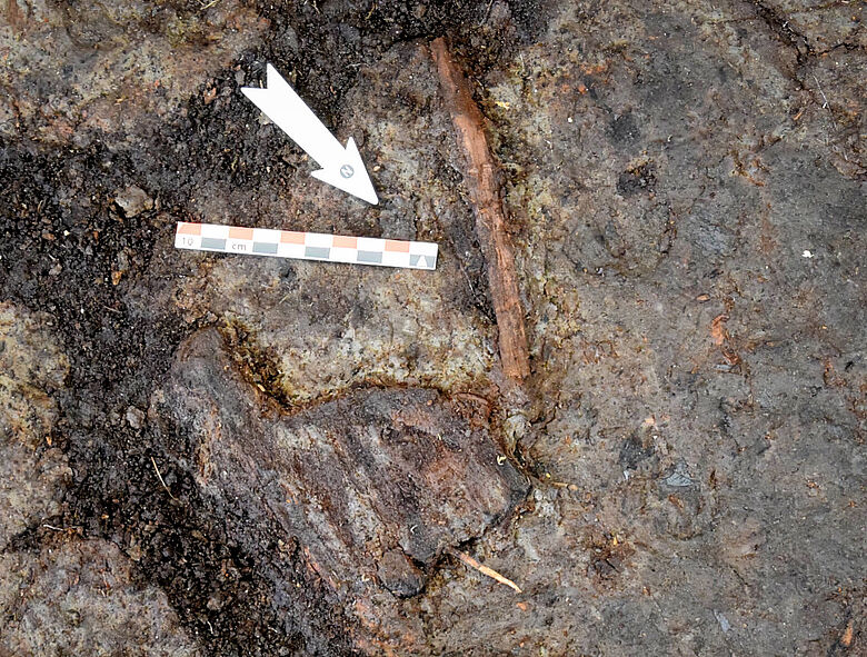 Mesolithisches Paddelfragment in situ