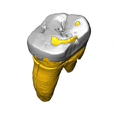 Backenzahn aus der Stajnia-Höhle (3D-Modell) Backenzahn aus der Stajnia-Höhle (3D-Modell)