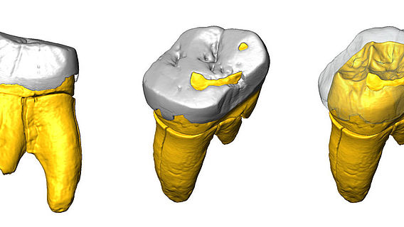 Backenzahn aus der Stajnia-Höhle (3D-Modell)