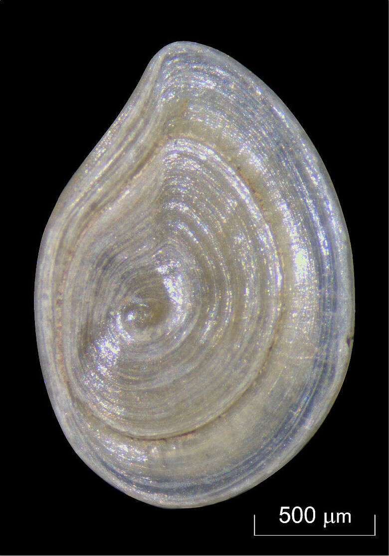 Süßwasserschnecke aus Speer-Horizont