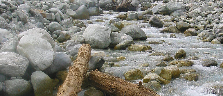 Gletscherstamm am Mont Minte Gletscher Gletscherstamm am Mont Minte Gletscher