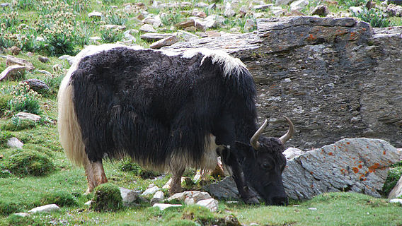 Grasendes Yak in Tibet